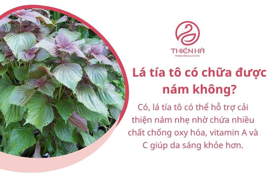 Cách trị nám bằng lá tía tô: 7 công thức dễ làm tại nhà 1 Lá tía tô có chữa được nám không ?