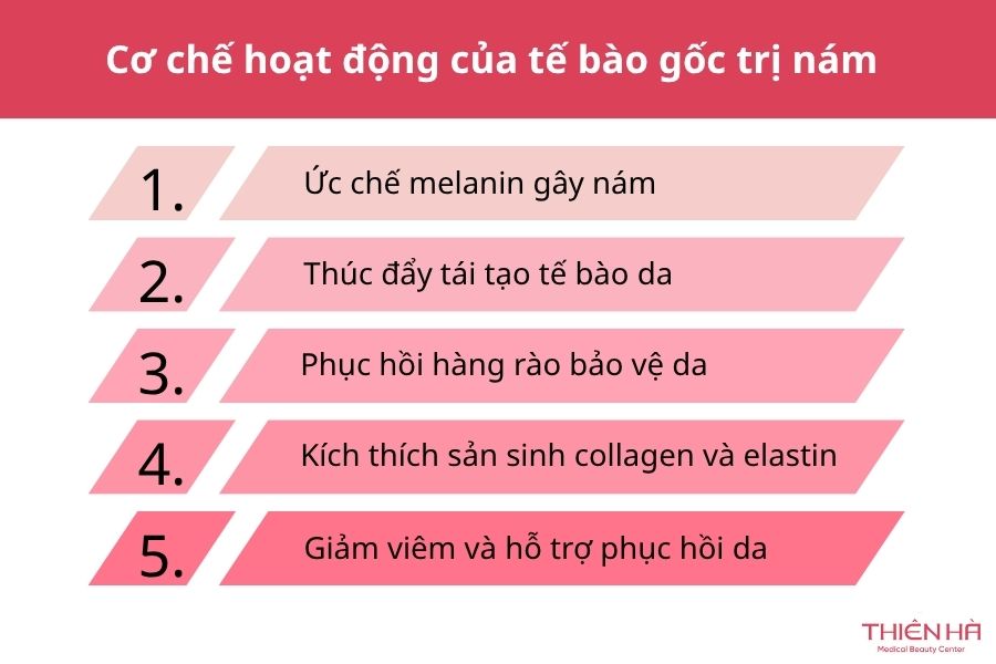 Tế bào gốc trị nám là gì? Hiệu quả và chi phí thực tế 2 Cơ chế hoạt động của tế bào gốc trong điều trị nám