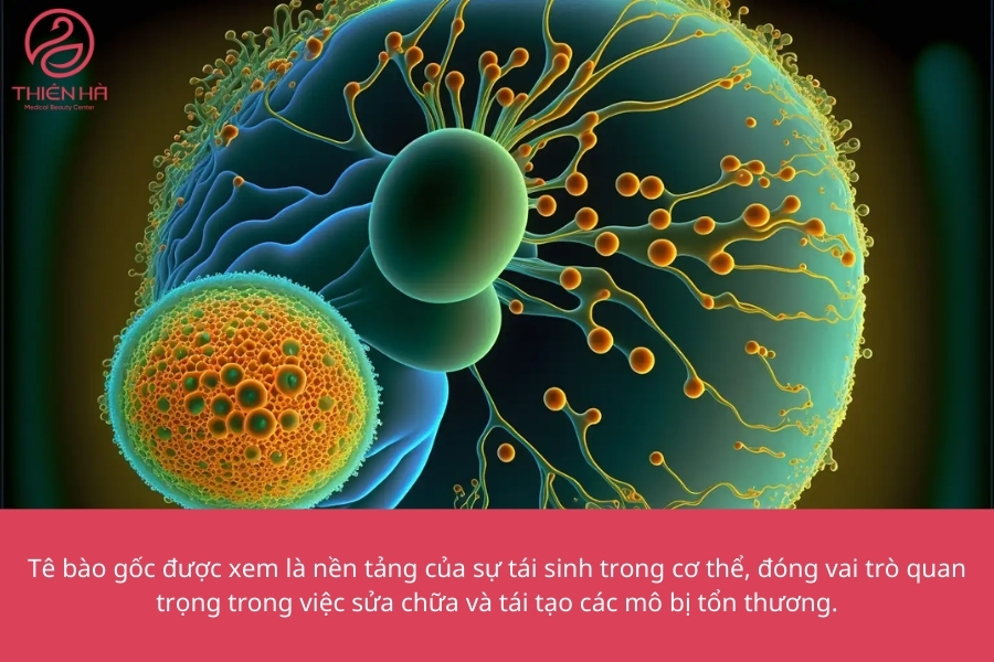 Tế bào gốc là một bước tiến đột phá của ngành thẩm mỹ hiện đại, mang lại giải pháp tối ưu cho làn da lão hóa.