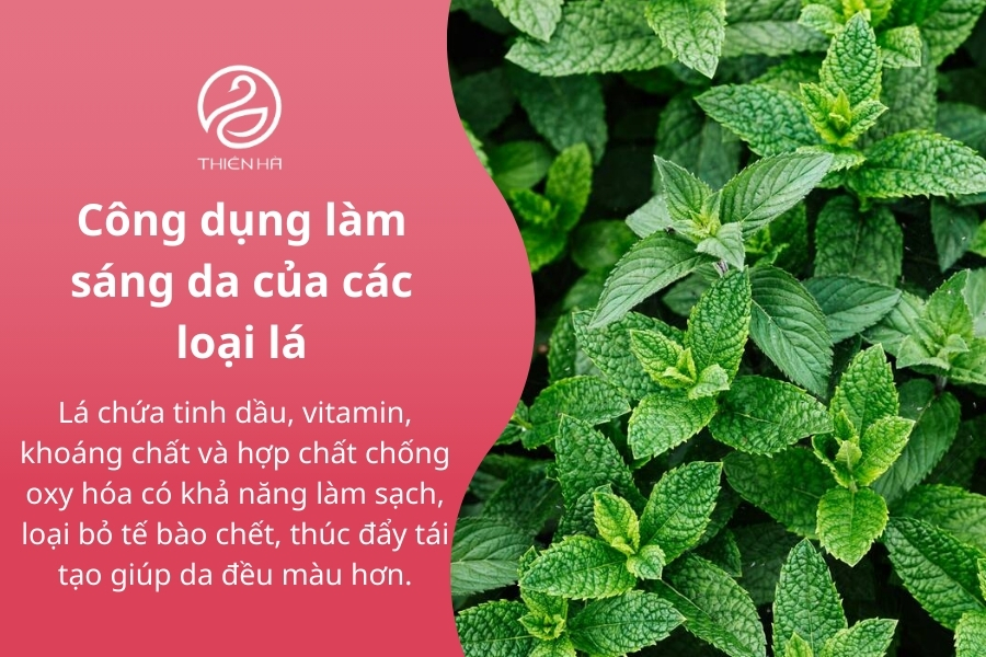 Có rất nhiều loại lá chứa dưỡng chất đặc biệt, có khả năng làm sáng da nếu sử dụng đúng cách 