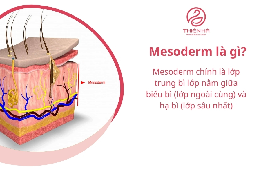 Mesoderm là lớp trung bì, nằm giữa biểu bì và hạ bì, đóng vai trò quan trọng trong việc sản sinh collagen và elastin.