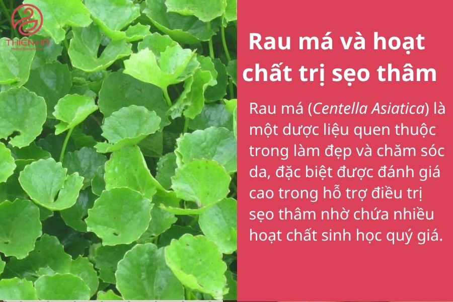 Rau má và hoạt chất trị sẹo thâm
