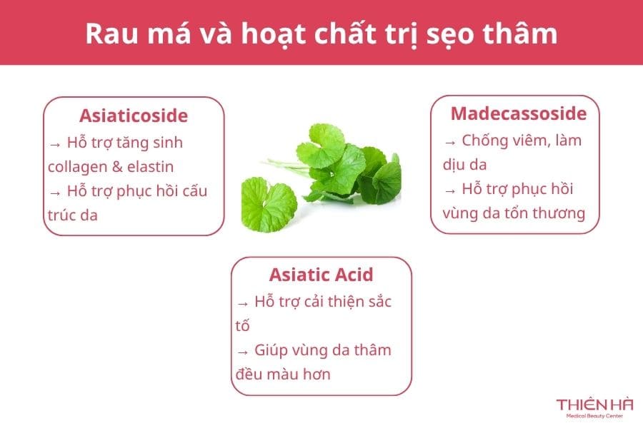 Cách trị sẹo thâm bằng rau má tại nhà an toàn và tiết kiệm 1 Rau má và hoạt chất trị sẹo thâm