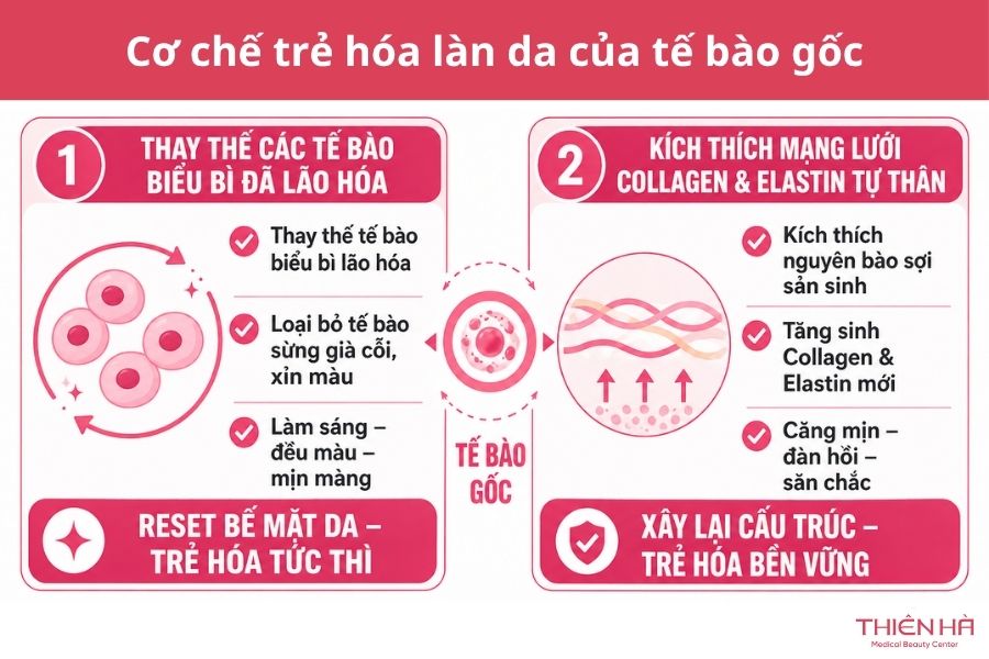 Trẻ hóa da mặt bằng tế bào gốc: Giải đáp từ Bác sĩ Da liễu đầu ngành 2 2 cơ chế trẻ hóa của tế bào gốc giúp tái tạo da toàn diện từ bên trong