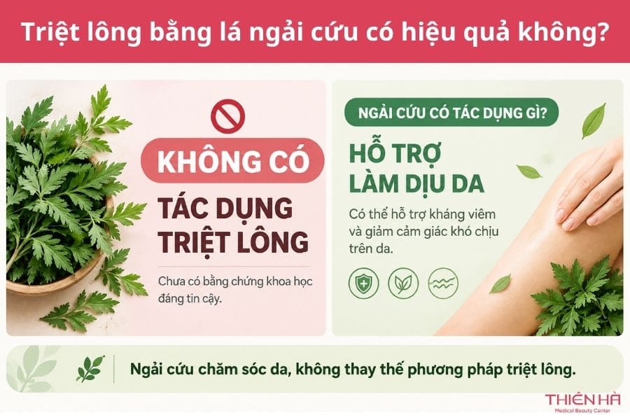 Triệt lông bằng lá ngải cứu có hiệu quả không?