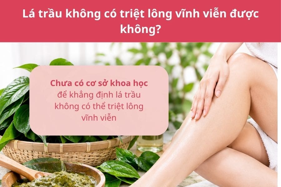 Lá trầu không có triệt lông vĩnh viễn được không?