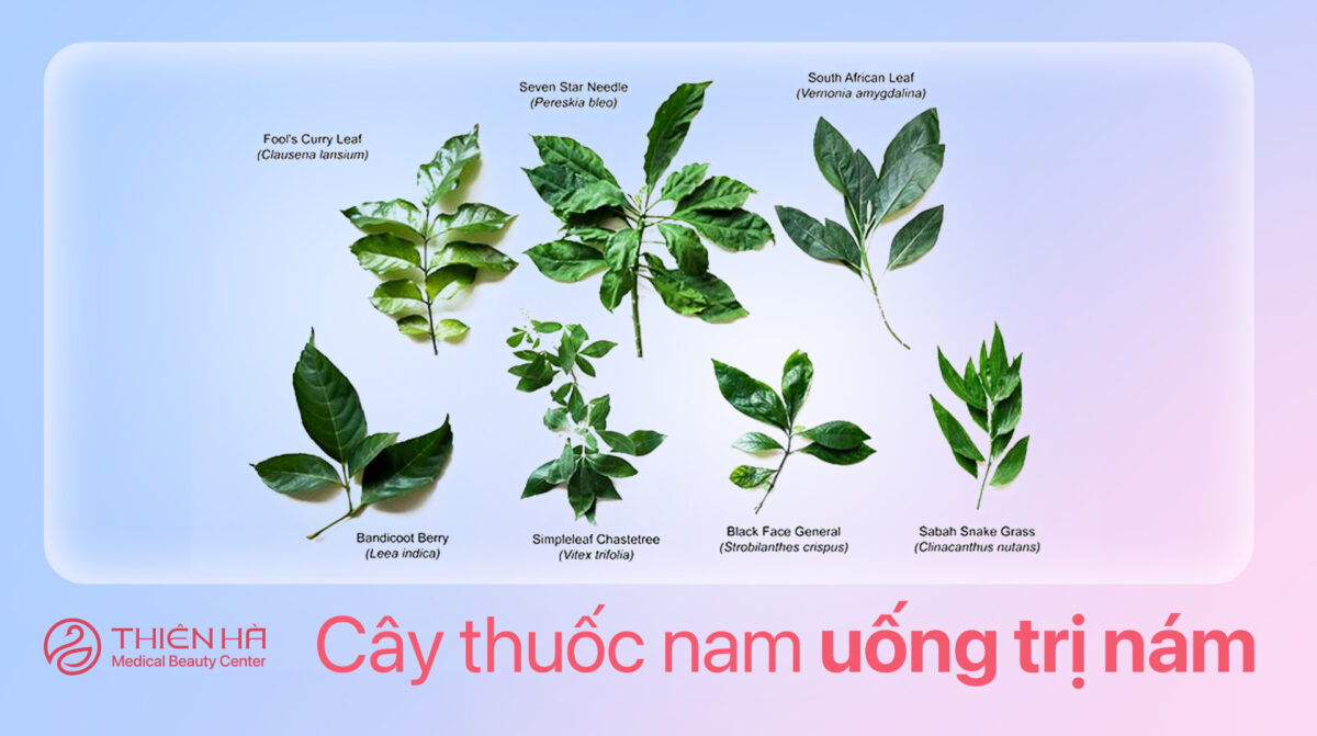 23 cây thuốc nam uống trị nám: Bí quyết cho làn da sáng mịn