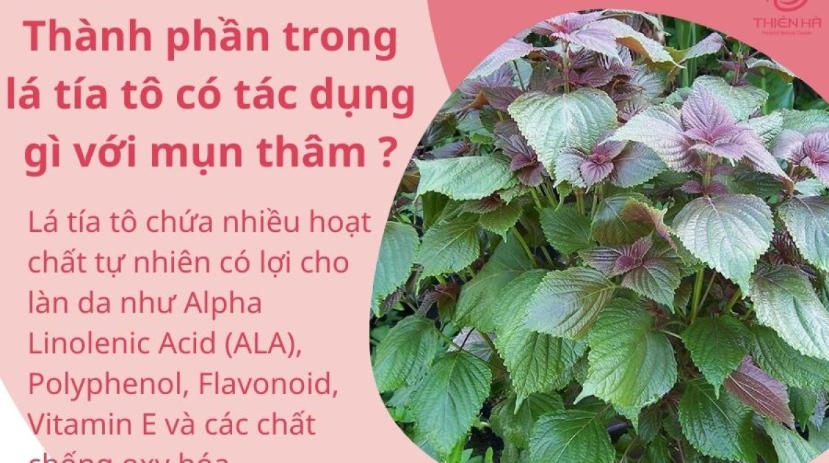 Lá tía tô trị mụn thâm: 4 cách phổ biến và lưu ý quan trọng