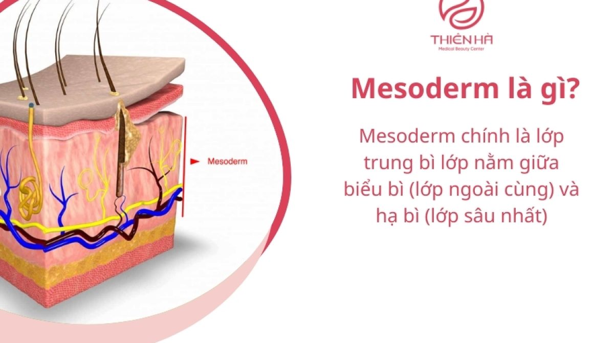 Mesoderm là gì? Vai trò của Mesoderm trong làm đẹp và trẻ hóa da