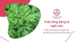 Triệt lông bằng lá ngải cứu có hiệu quả không? Cách làm