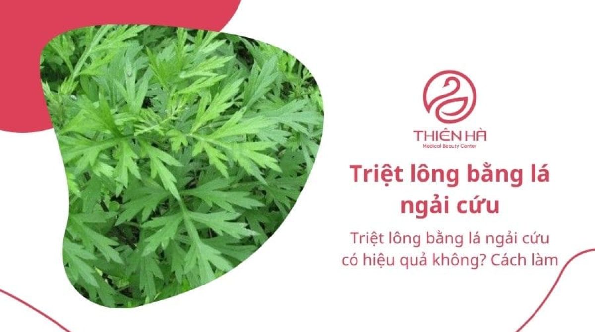 Triệt lông bằng lá ngải cứu có hiệu quả không? Cách làm